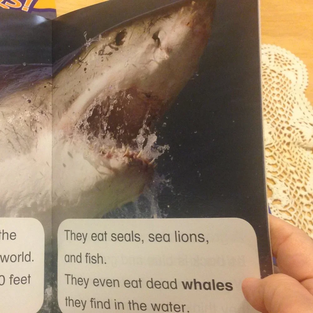 Sharks Phonics Readers, scholastic early readers